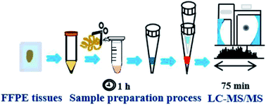 Graphical abstract: Development of the C12Im-Cl-assisted method for rapid sample preparation in proteomic application
