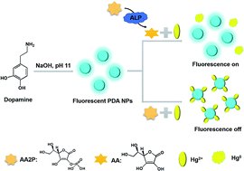 Graphical abstract: A redox modulated fluorescence nanoplatform for the detection of alkaline phosphatase activity with fluorescent polydopamine nanoparticles