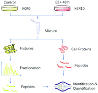 Graphical abstract: Quantitative proteomics of epigenetic histone modifications in MCF-7 cells under estradiol stimulation