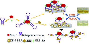 Graphical abstract: An enhanced enzyme-linked aptamer assay for the detection of zearalenone based on gold nanoparticles