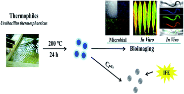 Graphical abstract: The exploitation of thermophile resources in hot springs: fluorescent carbon dots derived from Ureibacillus thermosphaericus for multicolour cellular imaging and selectivity detection of heavy metals