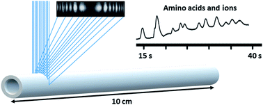 Graphical abstract: Direct detection of inorganic ions and underivatized amino acids in seconds using high-speed capillary electrophoresis coupled with back-scatter interferometry