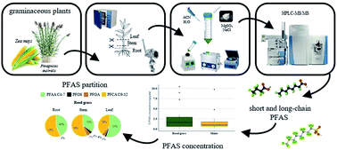 Graphical abstract: Determination of perfluoroalkyl acids in different tissues of graminaceous plants