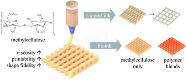 Graphical abstract: Methylcellulose – a versatile printing material that enables biofabrication of tissue equivalents with high shape fidelity