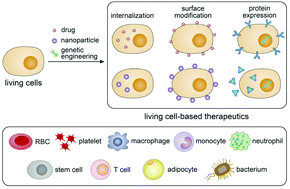 Graphical abstract: Advances in living cell-based anticancer therapeutics