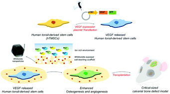 Graphical abstract: Bioinspired inorganic nanoparticles and vascular factor microenvironment directed neo-bone formation
