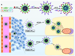Graphical abstract: A polymeric nanocarrier with a tumor acidity-activatable arginine-rich (R9) peptide for enhanced drug delivery