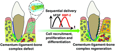 Graphical abstract: Super-assembled core/shell fibrous frameworks with dual growth factors for in situ cementum–ligament–bone complex regeneration