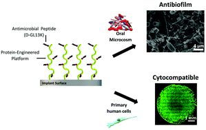 Graphical abstract: Antibiofilm coatings based on protein-engineered polymers and antimicrobial peptides for preventing implant-associated infections