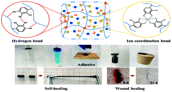 Graphical abstract: A Fe3+-crosslinked pyrogallol-tethered gelatin adhesive hydrogel with antibacterial activity for wound healing