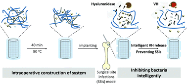 Graphical abstract: An intelligent vancomycin release system for preventing surgical site infections of bone tissues