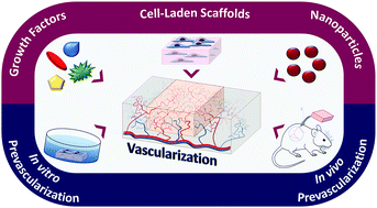 Graphical abstract: Vascularization strategies for skin tissue engineering
