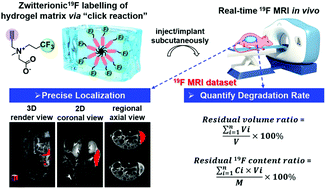 Graphical abstract: 19F magnetic resonance imaging enabled real-time, non-invasive and precise localization and quantification of the degradation rate of hydrogel scaffolds in vivo