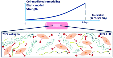 Graphical abstract: Elastin-like recombinamers in collagen-based tubular gels improve cell-mediated remodeling and viscoelastic properties