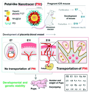 Graphical abstract: A transport system based on a quantum dot-modified nanotracer is genetically and developmentally stable in pregnant mice