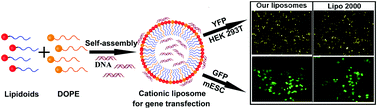 Graphical abstract: Development of new self-assembled cationic amino liposomes for efficient gene delivery