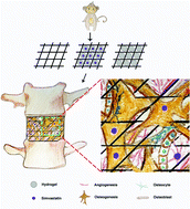 Graphical abstract: 3D printed porous titanium cages filled with simvastatin hydrogel promotes bone ingrowth and spinal fusion in rhesus macaques