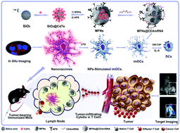 Graphical abstract: Dendritic cells reprogrammed by CEA messenger RNA loaded multi-functional silica nanospheres for imaging-guided cancer immunotherapy