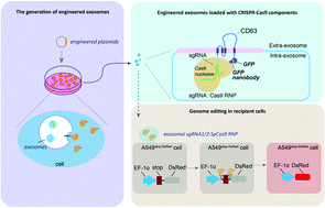 Graphical abstract: An engineered exosome for delivering sgRNA:Cas9 ribonucleoprotein complex and genome editing in recipient cells