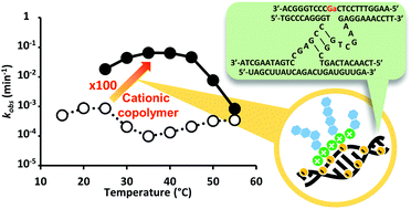 Graphical abstract: Cationic copolymer enhances 8–17 DNAzyme and MNAzyme activities