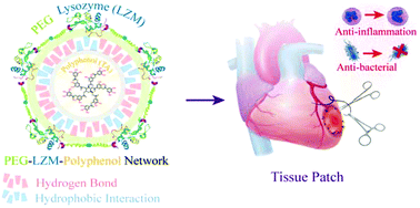 Graphical abstract: Coupling PEG-LZM polymer networks with polyphenols yields suturable biohydrogels for tissue patching