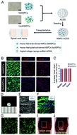 Graphical abstract: Aligned collagen scaffold combination with human spinal cord-derived neural stem cells to improve spinal cord injury repair