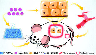 Graphical abstract: Liraglutide-loaded PLGA/gelatin electrospun nanofibrous mats promote angiogenesis to accelerate diabetic wound healing via the modulation of miR-29b-3p