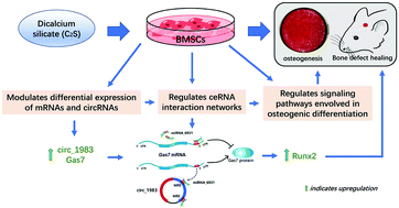 Graphical abstract: Dicalcium silicate microparticles modulate the differential expression of circRNAs and mRNAs in BMSCs and promote osteogenesis via circ_1983–miR-6931–Gas7 interaction