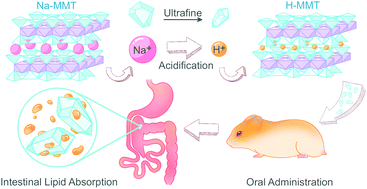 Graphical abstract: A versatile ultrafine and super-absorptive H+-modified montmorillonite: application for metabolic syndrome intervention and gastric mucosal protection
