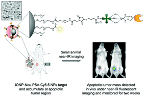 Graphical abstract: A highly selective iron oxide-based imaging nanoparticle for long-term monitoring of drug-induced tumor cell apoptosis