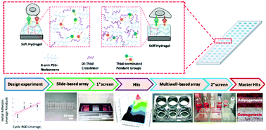 Graphical abstract: Customized hydrogel substrates for serum-free expansion of functional hMSCs