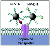 Graphical abstract: Cocaine analogue conjugated magnetic nanoparticles for labeling and imaging dopaminergic neurons