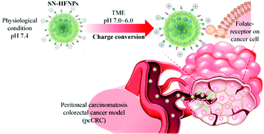 Graphical abstract: Combo-targeted nanoassemblies as a chemotherapy delivery system against peritoneal carcinomatosis colorectal cancer