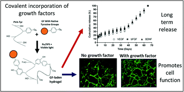 Graphical abstract: Visible light mediated PVA-tyramine hydrogels for covalent incorporation and tailorable release of functional growth factors