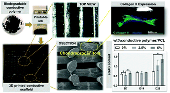 Graphical abstract: Three dimensional printed degradable and conductive polymer scaffolds promote chondrogenic differentiation of chondroprogenitor cells