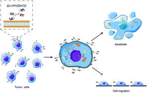 Graphical abstract: Branched α-helical peptides enhanced antitumor efficacy and selectivity