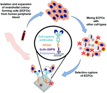 Graphical abstract: Surface grafting of Fc-binding peptides as a simple platform to immobilize and identify antibodies that selectively capture circulating endothelial progenitor cells