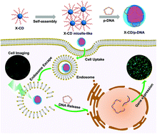 Graphical abstract: Hydrophobically modified carbon dots as a multifunctional platform for serum-resistant gene delivery and cell imaging