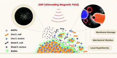 Graphical abstract: The antibacterial and antibiofilm activities of mesoporous hollow Fe3O4 nanoparticles in an alternating magnetic field