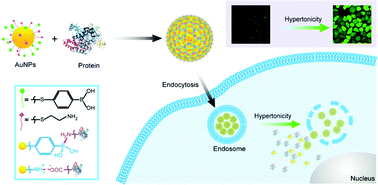 Graphical abstract: Boronic acid-engineered gold nanoparticles for cytosolic protein delivery