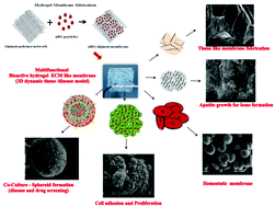 Graphical abstract: Bioactive, degradable and multi-functional three-dimensional membranous scaffolds of bioglass and alginate composites for tissue regenerative applications