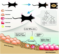 Graphical abstract: Punicalagin ameliorates wear-particle-induced inflammatory bone destruction by bi-directional regulation of osteoblastic formation and osteoclastic resorption