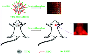 Graphical abstract: An RGD modified water-soluble fluorophore probe for in vivo NIR-II imaging of thrombosis