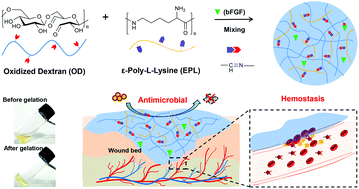Graphical abstract: A multifunctional shape-adaptive and biodegradable hydrogel with hemorrhage control and broad-spectrum antimicrobial activity for wound healing