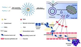 Graphical abstract: Multi pH-sensitive polymer–drug conjugate mixed micelles for efficient co-delivery of doxorubicin and curcumin to synergistically suppress tumor metastasis