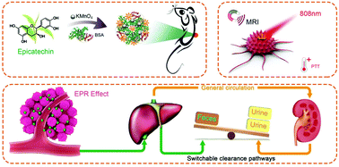 Graphical abstract: On/off switchable epicatechin-based ultra-sensitive MRI-visible nanotheranostics – see it and treat it