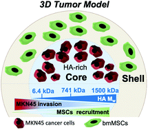 Graphical abstract: 3D hydrogel mimics of the tumor microenvironment: the interplay among hyaluronic acid, stem cells and cancer cells