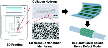 Graphical abstract: Augmented peripheral nerve regeneration through elastic nerve guidance conduits prepared using a porous PLCL membrane with a 3D printed collagen hydrogel