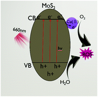 Graphical abstract: The rapid photoresponsive bacteria-killing of Cu-doped MoS2