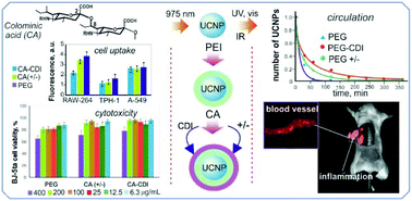 Graphical abstract: A versatile platform for bioimaging based on colominic acid-decorated upconversion nanoparticles